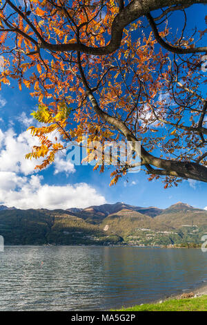 Le lac de Côme Colico, village de l'automne. La Lombardie, Italie, province de Lecco Banque D'Images