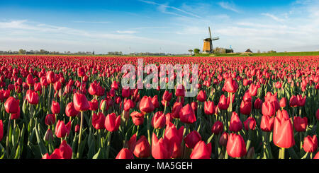 Domaine de tulipes rouges et moulin sur l'arrière-plan. Koggenland, North Holland province, aux Pays-Bas. Banque D'Images