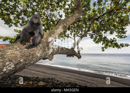 Black crested macaque (Macaca nigra) dans le Parc National de Tangkoko, dans le nord de Sulawesi, Indonésie, Asie Banque D'Images