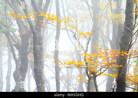 Branche d'un arbre avec des feuilles à l'automne lors de l'habillement un jour brumeux. Montemezzo, Lac de Côme, Lombardie. L'Italie. Banque D'Images