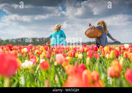 Deux jeunes femmes blondes ramasser des tulipes dans un champ. Yersekendam, province de Zélande, aux Pays-Bas. Banque D'Images