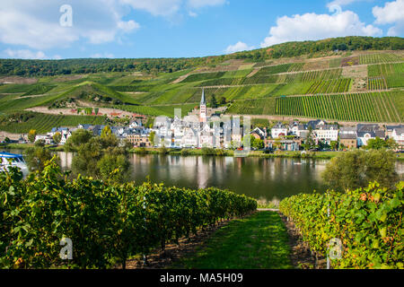 Zell sur la Moselle avec ses vignobles, vallée de la Moselle, Rhénanie-Palatinat, Allemagne Banque D'Images