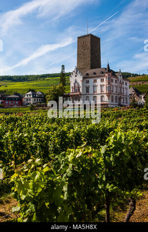 Petit château dans les vignobles de la vallée du Rhin, Allemagne Banque D'Images