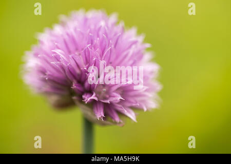 La ciboulette avec de belles fleurs violet fleurs sur un fond vert nature Banque D'Images