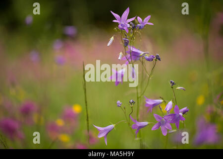 La diffusion de bellflower, Campanula patula Banque D'Images