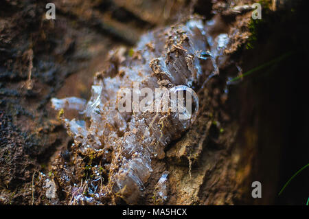 La nature au Parc National de Harz, Allemagne Banque D'Images