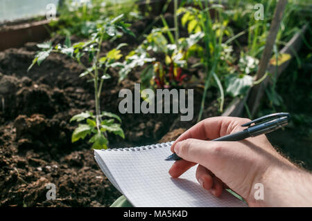 Libre de mains de travailleur à effet de prendre des notes dans les semis en ordinateur portable. Des semis de tomates. Banque D'Images