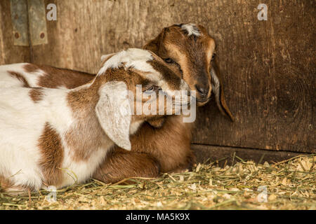 Issaquah, Washington, USA. Jour 12 Snuggly vieille race mélangée et Nubian chèvre Boer kids Banque D'Images