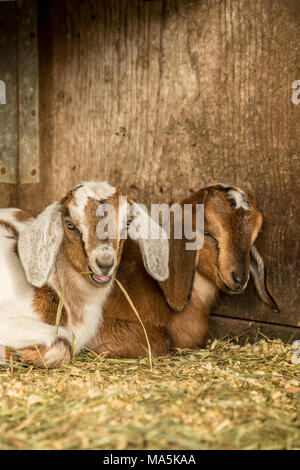 Jour 12 Snuggly vieille race mélangée et Nubian chèvre Boer kids Banque D'Images
