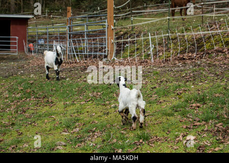 12 jours de l'ancien nubien race mixte et Boer goat kid nerveux au sujet d'être séparé de sa mère, à son exécution. Banque D'Images