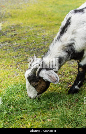 Doe adultes race mélangée Nubian chèvre Boer et sur l'herbe de pâturage Banque D'Images