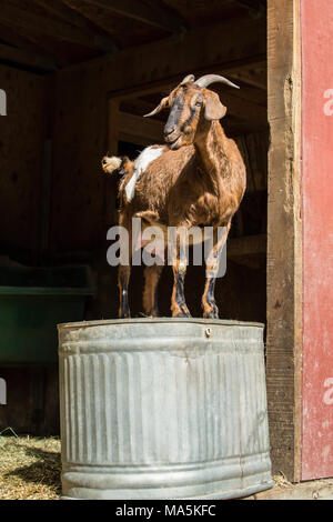 Doe adultes race mélangée Nubian chèvre Boer et debout sur un métal à l'envers pour un point d'observation Banque D'Images