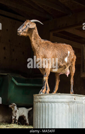 Doe adultes race mélangée Nubian chèvre Boer et debout sur un métal à l'envers pour un point d'observation Banque D'Images