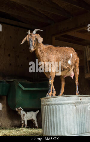 Doe adultes race mélangée Nubian chèvre Boer et debout sur un métal à l'envers pour un point d'observation Banque D'Images