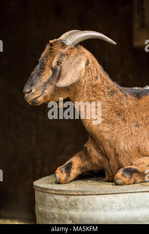 Doe adultes race mélangée Nubian chèvre Boer et couchée sur un creux en métal à l'envers au bord de la grange Banque D'Images