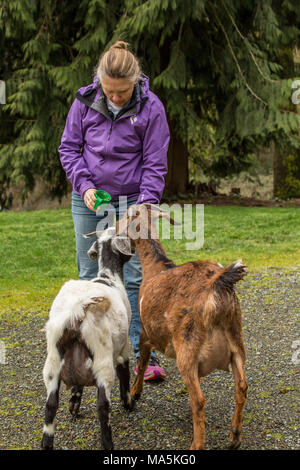 Woman feeding gâteries à son doe adultes race mélangée et chèvres Boer nubien Banque D'Images