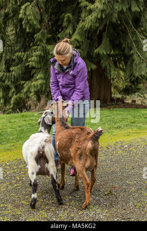 Woman feeding gâteries à son doe adultes race mélangée et chèvres Boer nubien Banque D'Images