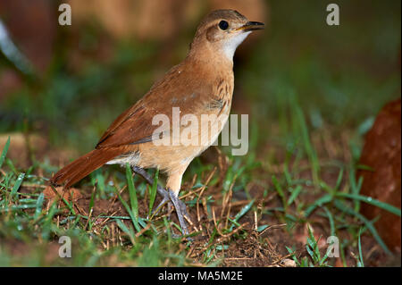 Le Fournier Roux (Furnarius rufus), Araras Ecolodge, le Pantanal, Mato Grosso, Brésil Banque D'Images