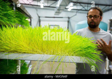 L'agriculture hydroponique, la culture de l'orge fourragère. 1 bac s produire suffisamment pour nourrir une vache ou à un cheval pour 14 cents par jour. Galena, Iowa, États-Unis Banque D'Images