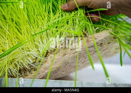 L'agriculture hydroponique, la culture de l'orge fourragère. 1 bac s produire suffisamment pour nourrir une vache ou à un cheval pour 14 cents par jour. Galena, Iowa, États-Unis Banque D'Images