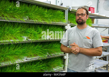 L'agriculture hydroponique, la culture de l'orge fourragère. 1 bac s produire suffisamment pour nourrir une vache ou à un cheval pour 14 cents par jour. Galena, Iowa, États-Unis Banque D'Images