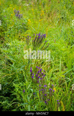 Une réserve de conservation La conservation des espèces indigènes : Verbena hastata Verveine bleue, Marais, verveine. Manchester, Iowa. Banque D'Images