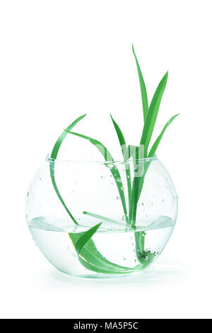 Nice accueil plante avec de longues feuilles vertes à l'intérieur de la cuvette en verre. Isolated on white with clipping path Banque D'Images