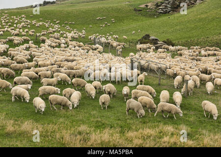 Ferme de moutons près de Wanaka, Nouvelle-Zélande Banque D'Images