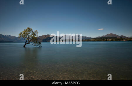 Le célèbre arbre, Lac Wanaka Wanaka, Nouvelle-Zélande Banque D'Images