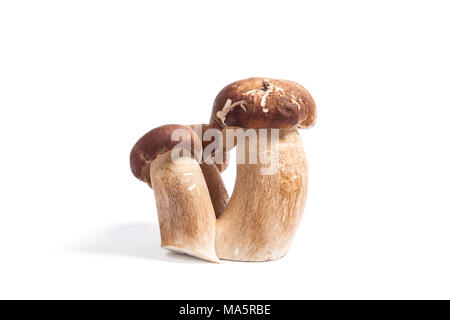 Récolté à l'automne étonnant triple champignon comestible boletus edulis (cèpes) connu sous le nom de champignons porcini isolé sur fond blanc. Banque D'Images