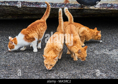 Japon, l'île de Shikoku, préfecture d'Ehime, île de Muzuki, ile aux chats // Le Japon, l'île de Shikoku, région d'Ehime, Muzuki island, Cat Island Banque D'Images