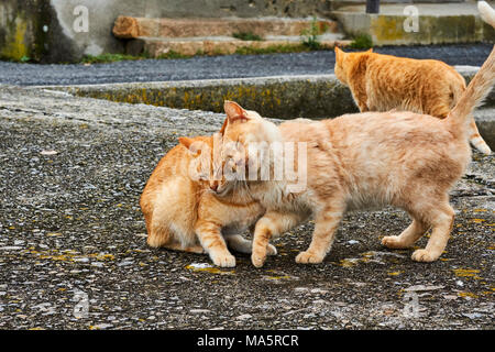 Japon, l'île de Shikoku, préfecture d'Ehime, île de Muzuki, ile aux chats // Le Japon, l'île de Shikoku, région d'Ehime, Muzuki island, Cat Island Banque D'Images