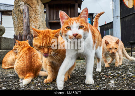 Japon, l'île de Shikoku, préfecture d'Ehime, île de Muzuki, ile aux chats // Le Japon, l'île de Shikoku, région d'Ehime, Muzuki island, Cat Island Banque D'Images