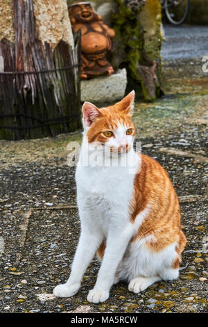 Japon, l'île de Shikoku, préfecture d'Ehime, île de Muzuki, ile aux chats // Le Japon, l'île de Shikoku, région d'Ehime, Muzuki island, Cat Island Banque D'Images