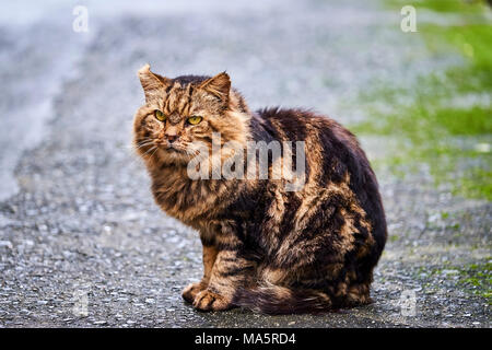 Japon, l'île de Shikoku, préfecture d'Ehime, île de Muzuki, ile aux chats // Le Japon, l'île de Shikoku, région d'Ehime, Muzuki island, Cat Island Banque D'Images