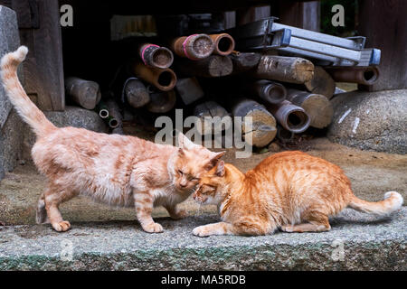 Japon, l'île de Shikoku, préfecture d'Ehime, île de Muzuki, ile aux chats // Le Japon, l'île de Shikoku, région d'Ehime, Muzuki island, Cat Island Banque D'Images