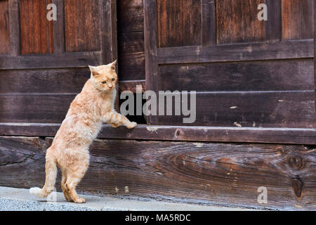 Japon, l'île de Shikoku, préfecture d'Ehime, île de Muzuki, ile aux chats // Le Japon, l'île de Shikoku, région d'Ehime, Muzuki island, Cat Island Banque D'Images