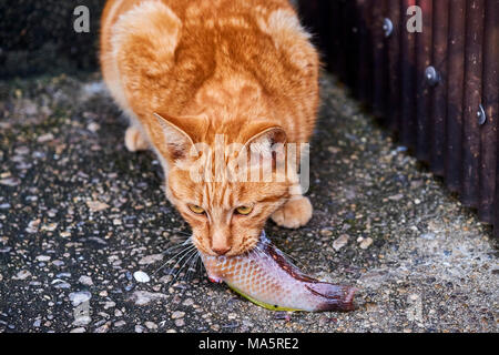 Japon, l'île de Shikoku, préfecture d'Ehime, île de Muzuki, ile aux chats // Le Japon, l'île de Shikoku, région d'Ehime, Muzuki island, Cat Island Banque D'Images