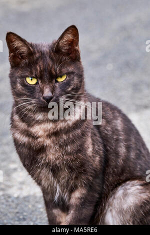 Japon, l'île de Shikoku, préfecture d'Ehime, île de Muzuki, ile aux chats // Le Japon, l'île de Shikoku, région d'Ehime, Muzuki island, Cat Island Banque D'Images