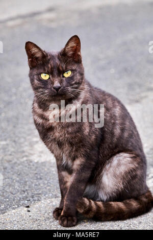 Japon, l'île de Shikoku, préfecture d'Ehime, île de Muzuki, ile aux chats // Le Japon, l'île de Shikoku, région d'Ehime, Muzuki island, Cat Island Banque D'Images