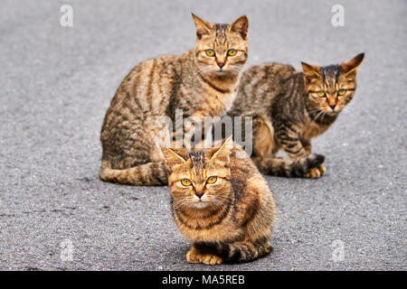 Japon, l'île de Shikoku, préfecture d'Ehime, île de Muzuki, ile aux chats // Le Japon, l'île de Shikoku, région d'Ehime, Muzuki island, Cat Island Banque D'Images