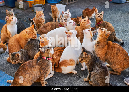 Le Japon, l'île de Shikoku, région d'Ehime, île Aoshima, Cat Island Banque D'Images