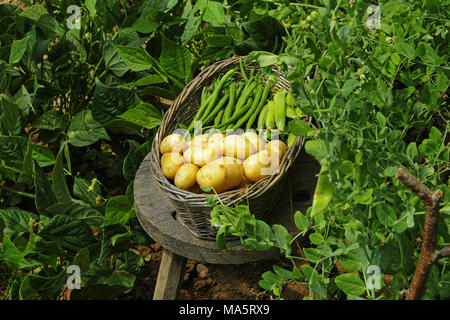 Petite récolte de pois potager près de la : les haricots verts, les pois et les pommes de terre (jardin de Suzanne, Mayenne, Pays de la Loire, France). Banque D'Images