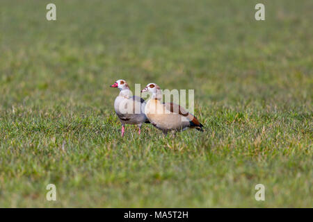 Deux oies du Nil égyptien naturelles (alopochen aegyptiaca) dans la région de Green Meadow Banque D'Images