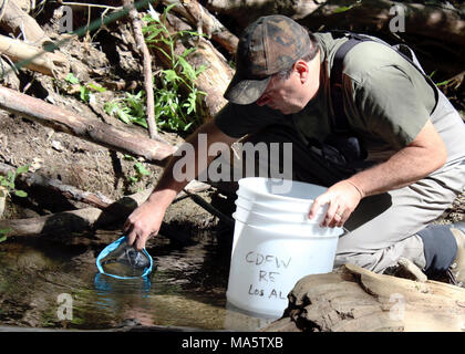 Tim Hovey, un principal de l'environnement, spécialiste, avec la Californie. ANGELES NATIONAL FOREST, Californie (14 avril 2017) - Tim Hovey, un principal de l'environnement, spécialiste, avec le California Department of Fish and Wildlife (CDFW), presse unarmored à trois épines dans la nature. Une équipe de biologistes et chercheurs de l'U.S. Fish and Wildlife Service et la parution 151 CDFW unarmored les épinoches dans un nouvel habitat après avoir procédé à une sécurité sauvetage du poisson à la fin de l'année dernière à la suite d'un incendie. Unarmored à trois épines sont un organisme et st Banque D'Images