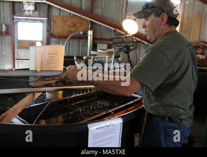 Tim Hovey, un principal de l'environnement, spécialiste, avec la Californie. FILLMORE, Californie (7 avril 2017) - Tim Hovey, un principal de l'environnement, spécialiste, avec le California Department of Fish and Wildlife (CDFW) supprime la compensation au-dessus d'un conteneur qui abrite une petite population de unarmored à trois épines à l'CDFW Fillmore écloserie. Une équipe de biologistes et chercheurs de l'U.S. Fish and Wildlife Service et CDFW déplacé le poisson à l'écloserie à la fin de l'année dernière après avoir procédé à un sauvetage d'urgence en réponse à un feu qui menace leur habitat. Unarmored t Banque D'Images