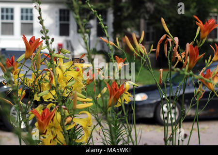 Le monarque à Minneapolis, MN. Ce jardin de papillons urbain à Minneapolis est devenu un point chaud pour les monarques ! Même un petit jardin peut fournir un habitat essentiel à de nombreux pollinisateurs. Banque D'Images