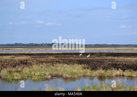 Brûlage dirigé à Necedah National Wildlife Refuge. Cinq jours après Necedah National Wildlife Refuge personnel ont maintenu un brûlage contrôlé - la grue blanche est déjà de l'utilisation du nouveau paysage et sources de nourriture. Banque D'Images