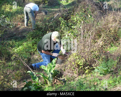 Usine de 1 000 bénévoles d'arbres. Grand jour sur le Refuge Samedi 15 octobre. De nombreux bénévoles de l'association Amis de Big Muddy, Maître de naturalistes, Sierra Club et trame verte ont participé à la plantation de 1000 arbres au nord de l'unité de l'Île Cora St Louis, MO. Banque D'Images