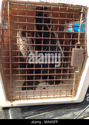 Refugio de la faune Réponse d'huile. Pélican brun huilé trouvés à Santa Barbara harbor par les équipes des opérations de la faune le 21 mai 2015. Banque D'Images